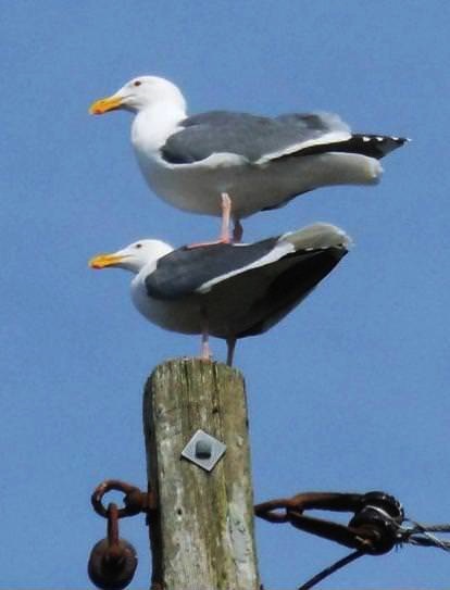 seagulls, wtf, pole