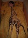watch as the majestic teenage giraffe sleeps for the night, bed sheet pattern, hacked irl