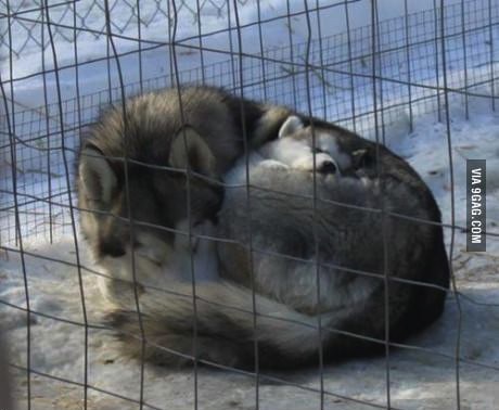 cute, huskies, parenting, dog