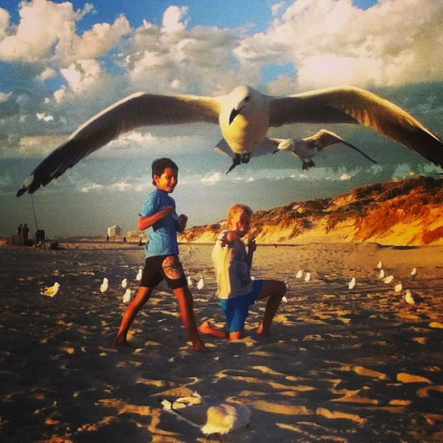 perspective, kids, bird, seagull, huge