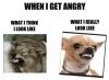 expectation, reality, angry, dog, face