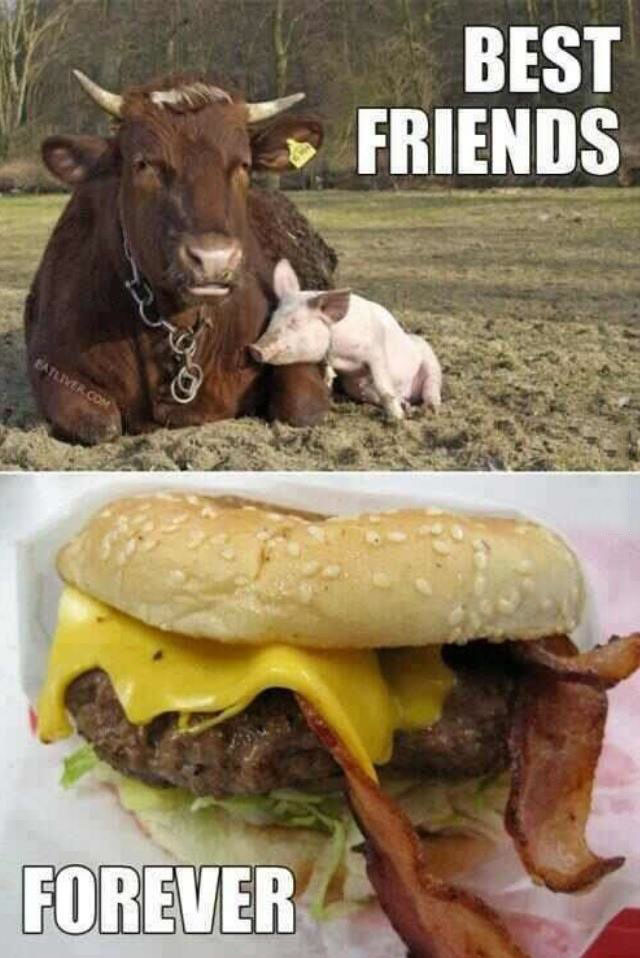 cow, pig, best friends, hamburger, bacon