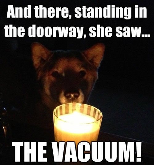 dog, horror stories, vacuum, meme