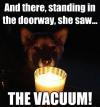 dog, horror stories, vacuum, meme