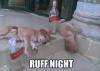dogs, alcohol, meme, wordplay, pun, drunk