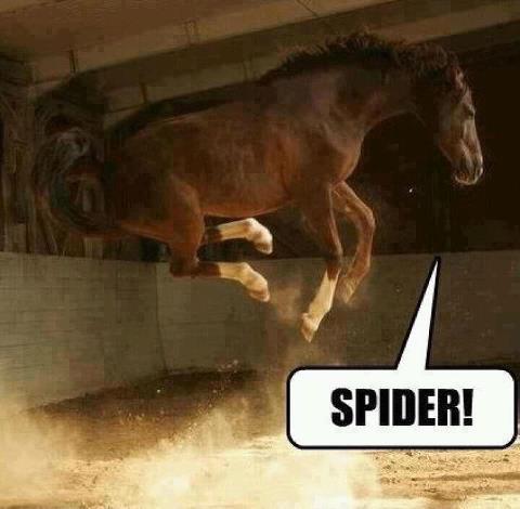 horse, spider, freak out