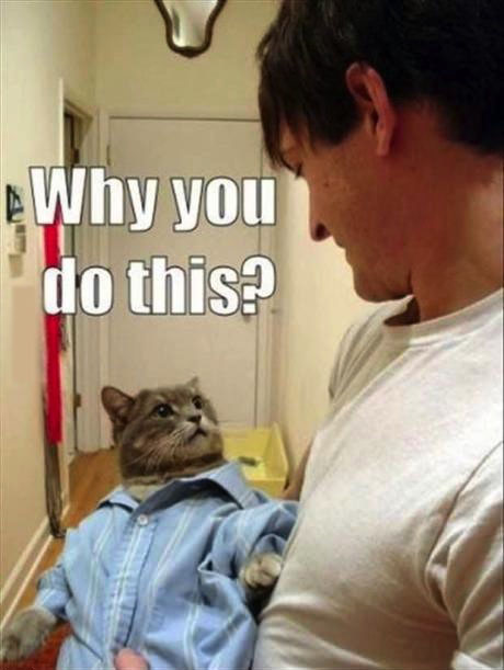 why you do this, cat in shirt, meme