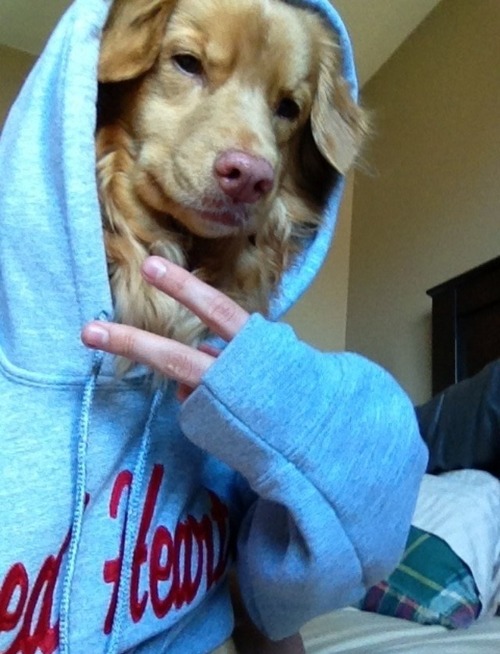 dog, hoodie, peace, gangsta