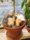 cat, pot, sleep