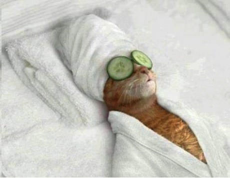 cat, spa, cucumbers, towel, wtf