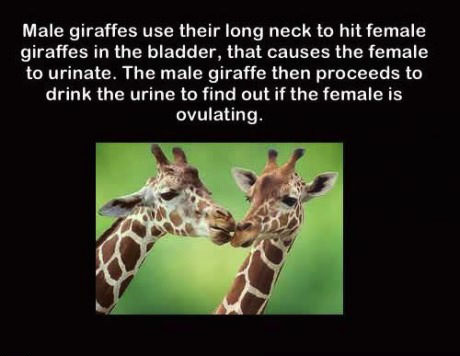 giraffe, bladder, ovulating, wtf, dafuq