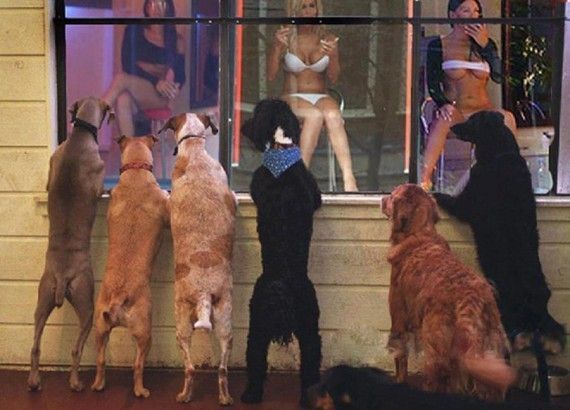 dogs, woman, underwear, window