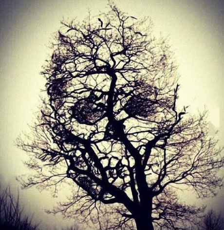 face, tree, skull, freaky