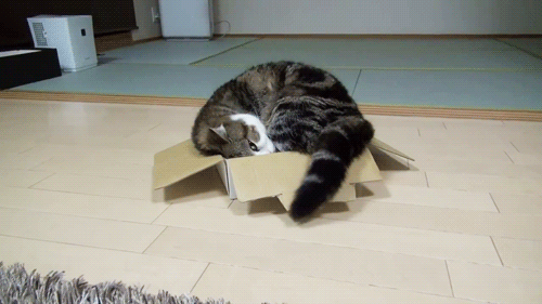cat, gif, box