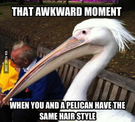meme, hair, pelican, style