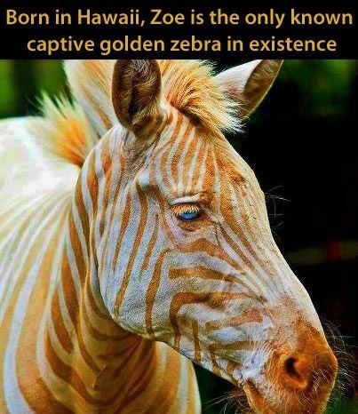golden zebra, nature, story, cool