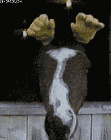 horse, gloves, ears, hands, wtf, gif