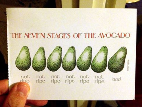 the seven stages of the avocado, not ripe, bad