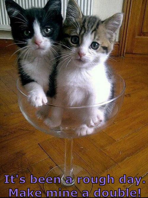 it's been a rough day make mine a double, two kittens in a wine glass, cute