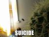 cactus, suicide, fly