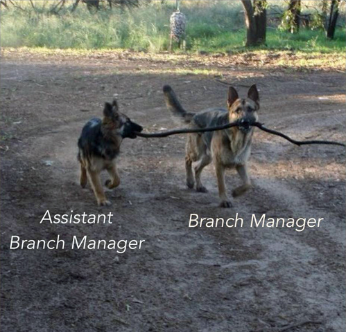assistant branch manager, branch manager, dogs