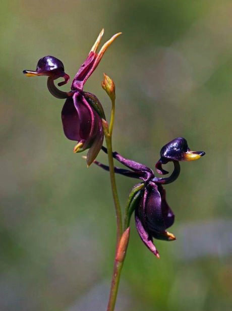Flying Duck Orchid, flower