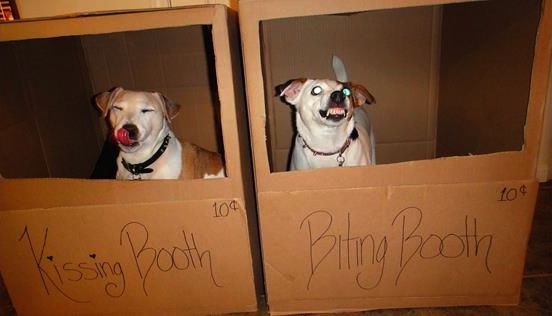 dog, booth, kidding, biting
