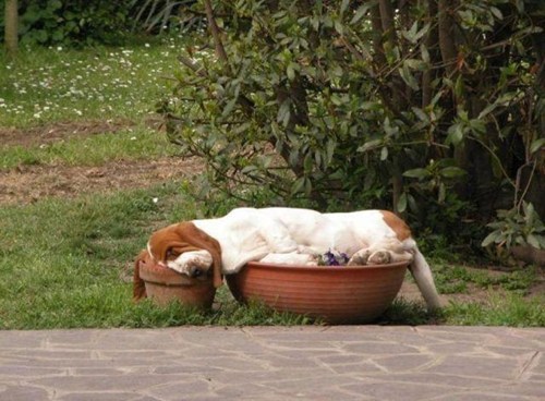dog, sleep, plant pots
