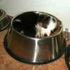 puppy sleeping in his food dish