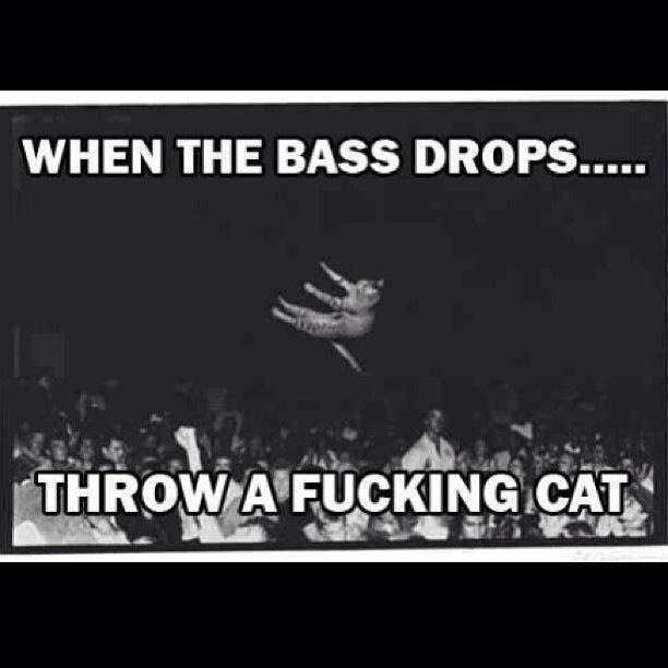 cat, bass, drops, wtf