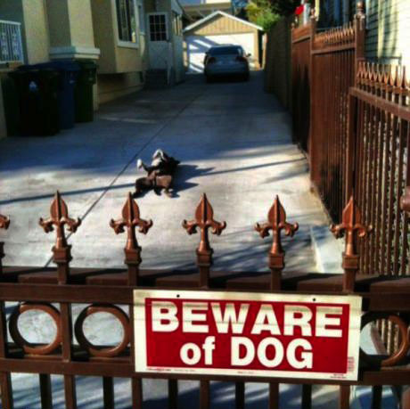 sign, dog, beware, lazy