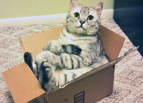 cat, box, sit, cute