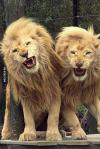 lion, brothers, growl