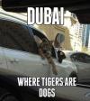 dubai, where tigers are dogs, car, meme