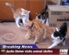 justin bieber visits animal shelter, breaking news, pissed off kittens, cats