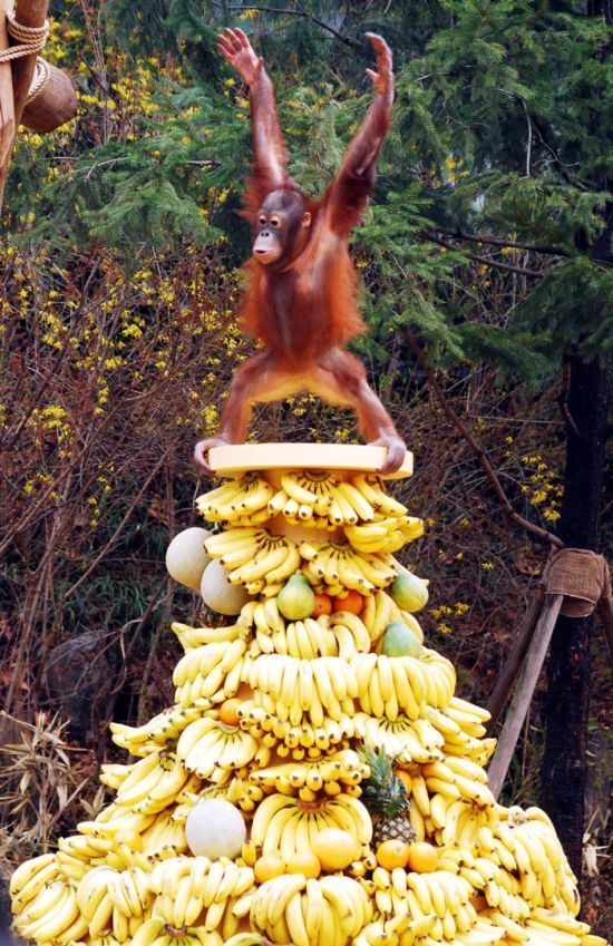 monkey, banana, pile, wtf