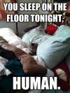 cat, meme, bed, floor, sleep