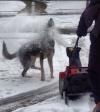 dog, snow, eat, blower