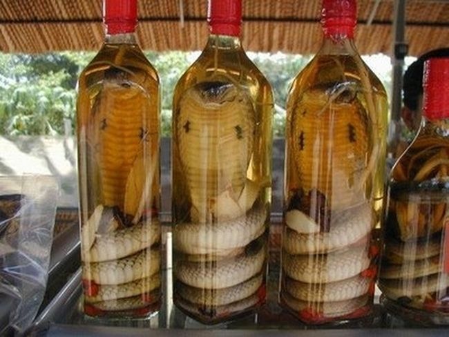 wine, snake, bottle, wtf, cobra