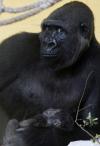 happy gorilla mother with newborn gorilla baby