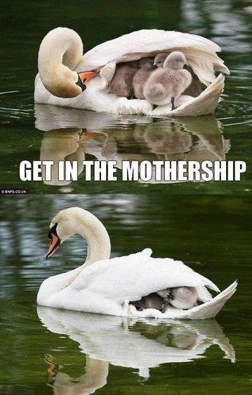 swan, mothership, babies, cute