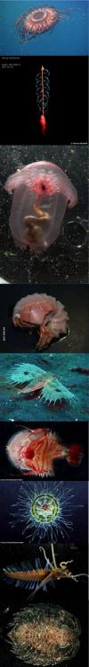 deep sea creatures, compilation, cool, fish, shellfish