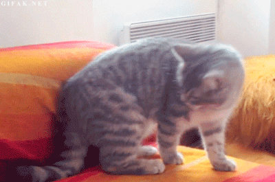 cat curls into ball and rolls off the couch