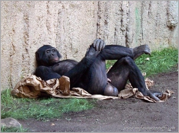 gorilla, boss, laying down, position