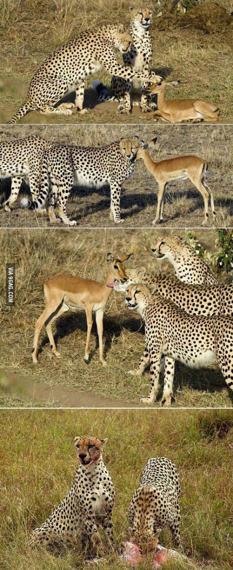 leopard, antelope, food, sequence