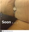dog, sofa, meme, soon