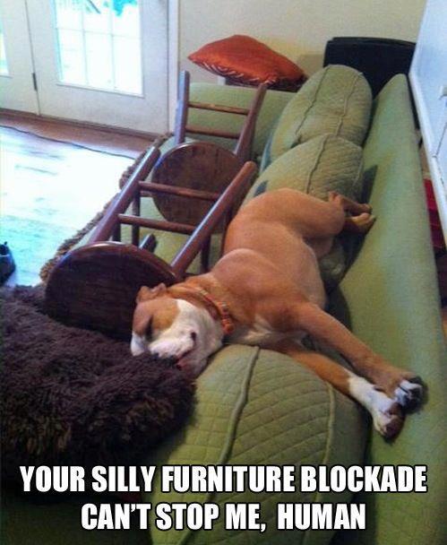 dog, furniture, meme, couch, win