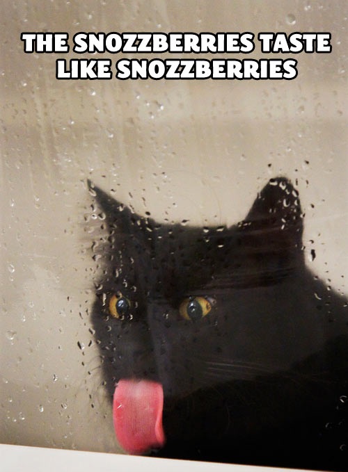 super troopers, reference, meme, cat, lick, window