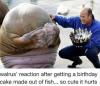 walrus reaction after getting a birthday cake made out of fish, so cute it hurts