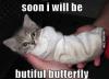soon I will be beautiful butterfly, meme